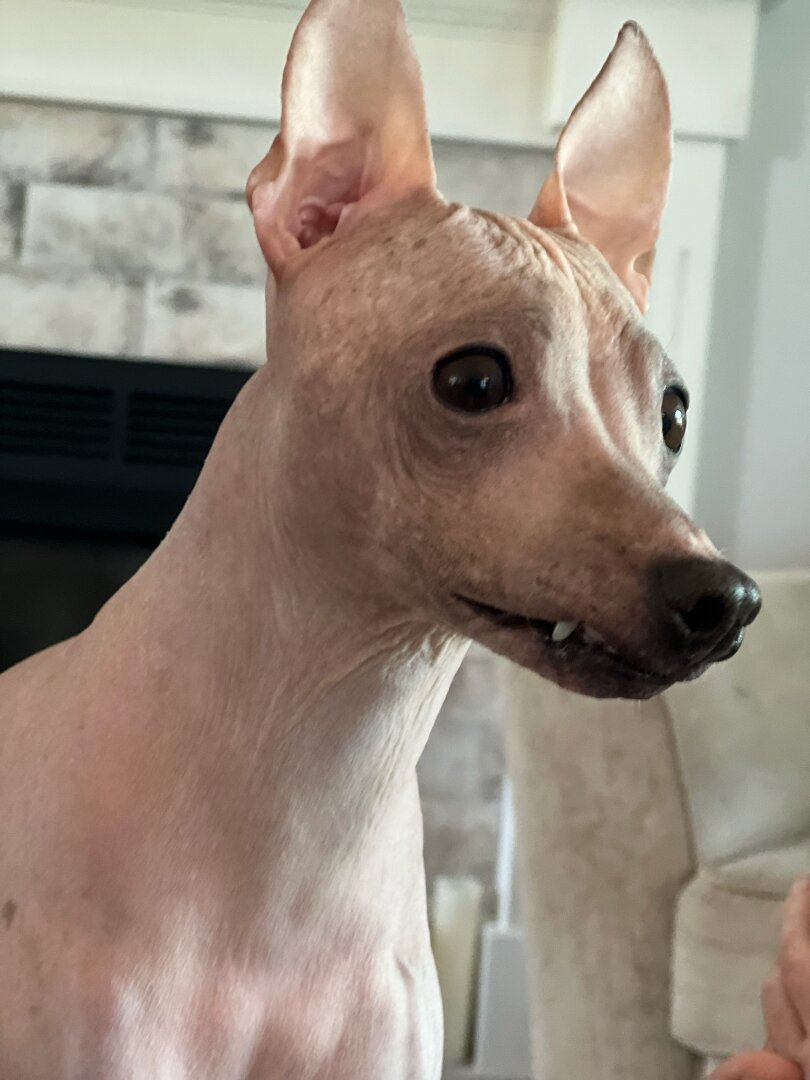 Father Stephen Jones’s dog, Trebby, is an American hairless terrier. His complete lack of fur keeps him from triggering Fr. Jones’s allergies and those of his family.